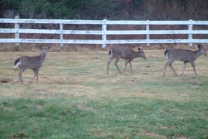deer deer