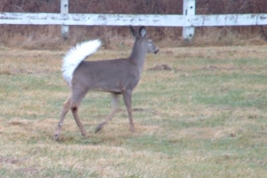 deer1 deer1